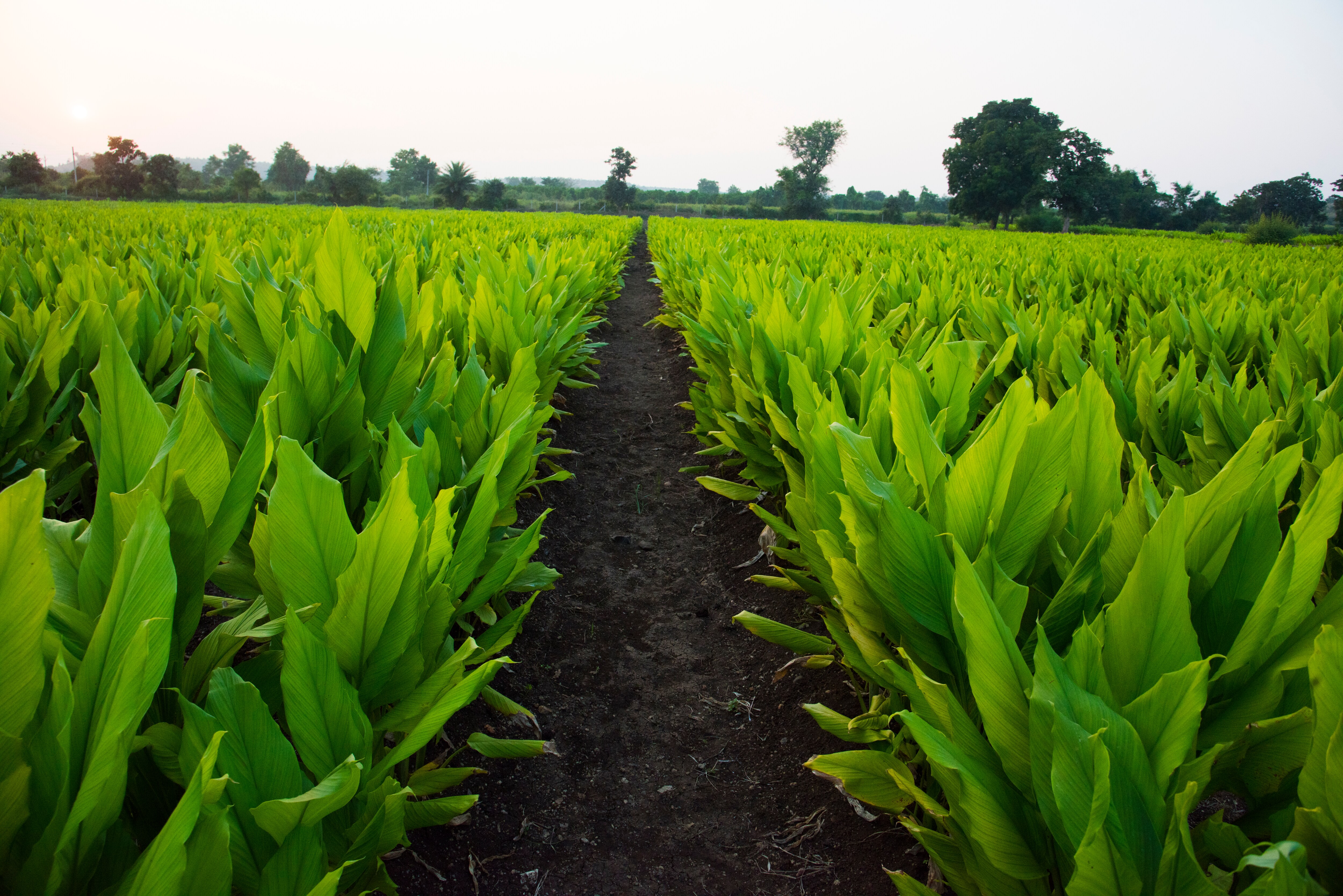 UPL Shares Extend Rally After Budget 2025 Gives Agriculture Sector A Boost 