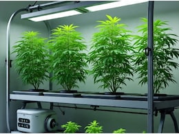 MBA होल्डर्स का नया 'स्टार्टअप', AI की मदद से फ्लैट में कर रहे गांजे की खेती; डार्क वेब से मंगाते थे बीज