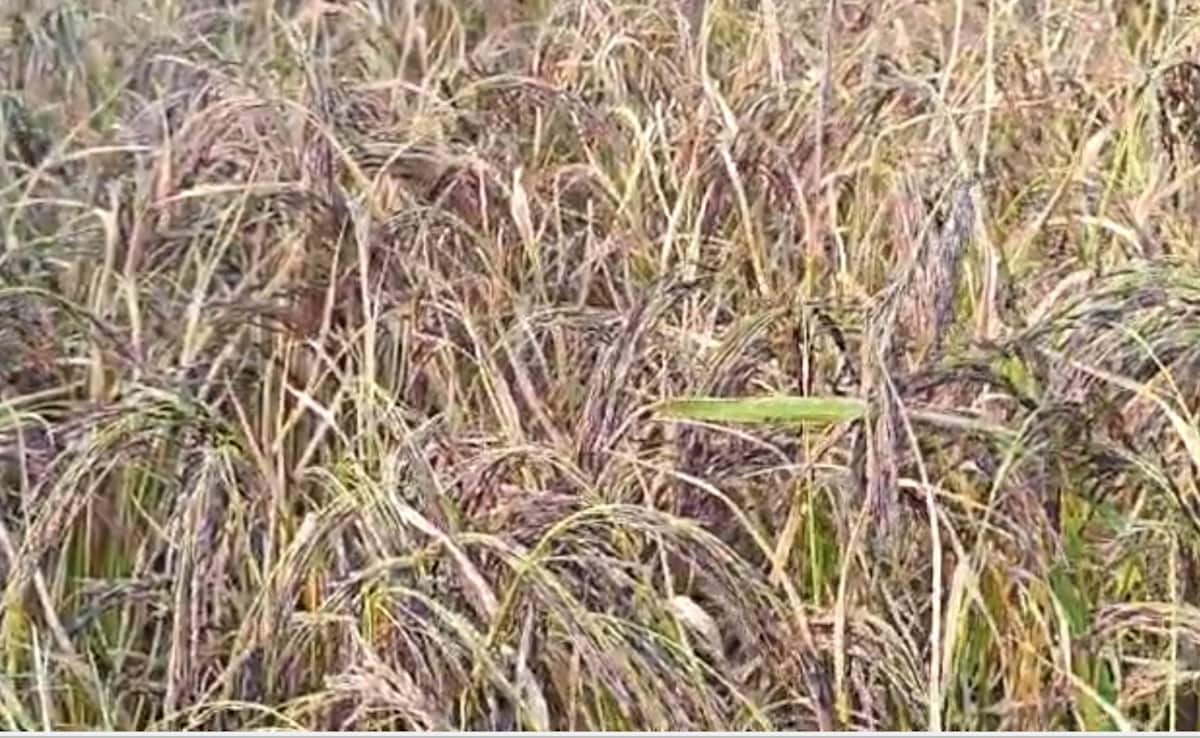 कालानमक धान की खेती