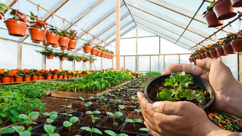 घर बैठे फ्री में मिलेंगे पौधे, सरकार कराएगी होम&zwj; डिलीवरी, इन 15 नर्सरी से ले सकते हैं पौधे