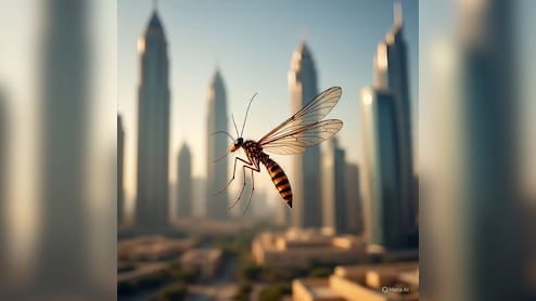 हाईफाई दुबई में मच्छरों का आतंक! UAE सरकार को लेना पड़ा ये एक्शन