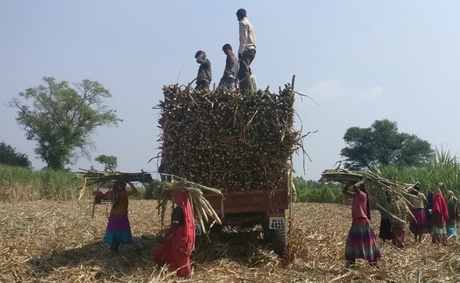 Centre Extends Restrictions On Sugar Exports Till October 31, 2023
