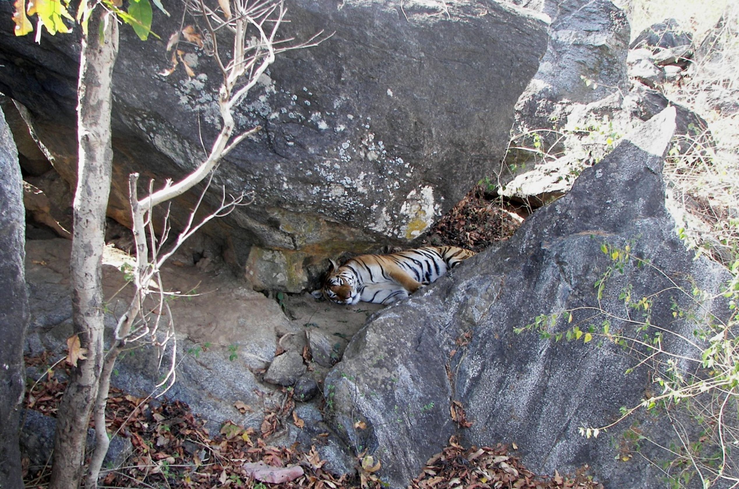 In Tiger Pugmarks, A Blueprint For Conservation