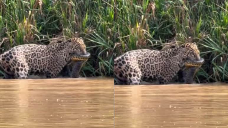 एनाकोंडा को झाड़ियों से घसीट लाया जैगुआर, पलटवार में सांप ने जकड़ लिया जबड़ा, फिर जो हुआ, रोंगटे खड़े कर देगा Video