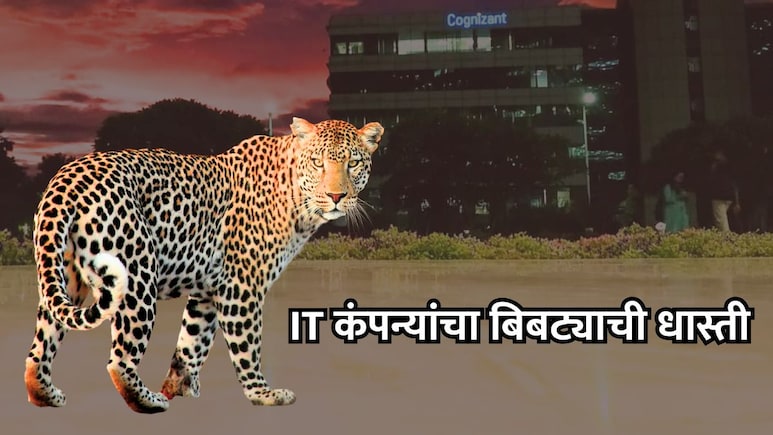 Pune News: बिबट्याची धास्ती; बड्या IT कंपनीची कर्मचाऱ्यांसाठी गाईडलाईन जारी