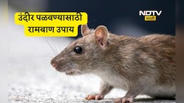 How To Get Rid Of Rats: घर-दुकानातील उंदीर पळवण्यासाठी 7 सोपे उपाय, कोणत्या वासाने उंदरांना होतो त्रास? वाचा उपाय