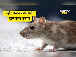How To Get Rid Of Rats: घर-दुकानातील उंदीर पळवण्यासाठी 7 सोपे उपाय, कोणत्या वासाने उंदरांना होतो त्रास? वाचा उपाय