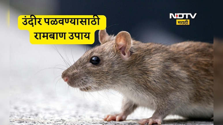 How To Get Rid Of Rats: घरातील उंदीर पळवण्यासाठी 7 सोपे उपाय, कोणत्या वासाने उंदरांना होतो त्रास? वाचा उपाय