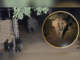 भूख ने हाथियों को बनाया चोर! जंगल से आए और मंडी से चुरा ले गए धान की 44 बोरियां, देखें VIDEO