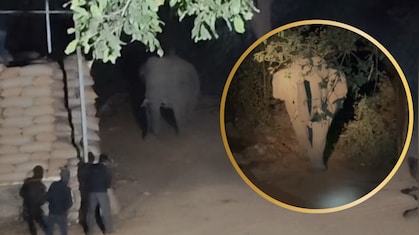 भूख ने हाथियों को बनाया ‘चोर'! जंगल से आए और मंडी से चुरा ले गए धान की 44 बोरियां, देखें VIDEO