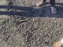 Rajasthan: UDH मंत्री ने दिए थे सड़क निर्माण के लिए 95 लाख, बनने के बाद कुत्तों ने खोली रातों -रात बनी सड़क की हकीकत