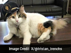 Train Stationmaster Cat 'Nitama' Dies In Japan, More Than 500 Attend Funeral