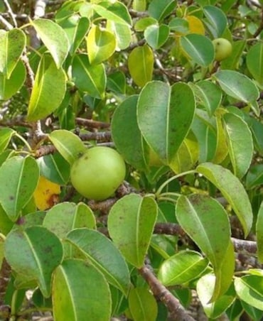 What's The World's Most Poisonous Tree