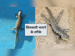 छिपकली को घर से दूर रखने के 3 आसान तरीके, तुरंत काम करेंगे ये हैक्स, छिपकली हमेशा रहेगी घर से दूर