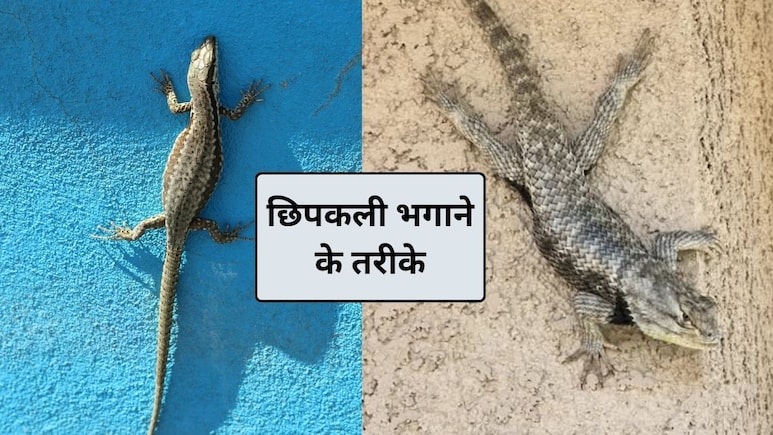 छिपकली को घर से दूर रखने के 3 आसान तरीके, तुरंत काम करेंगे ये हैक्स, छिपकली हमेशा रहेगी घर से दूर