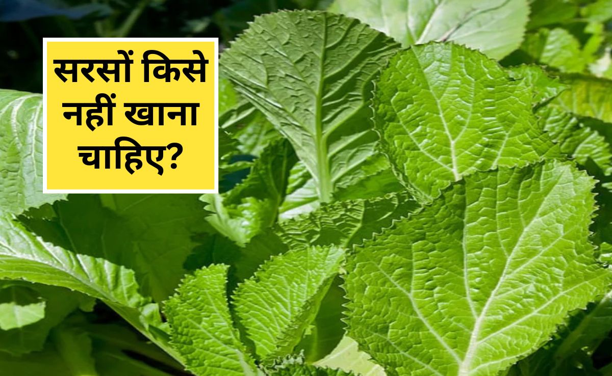 सरसों के साग में कौन से विटामिन होते हैं, साग खाने के बाद गैस क्यों होती है, सरसों का साग किसे नहीं खाना चाहिए