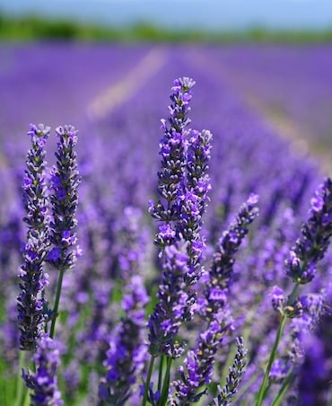 Amazing Health Benefits Of Lavender