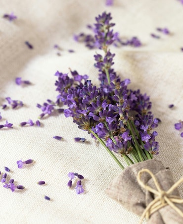 8 Different Uses Of Lavender Herb