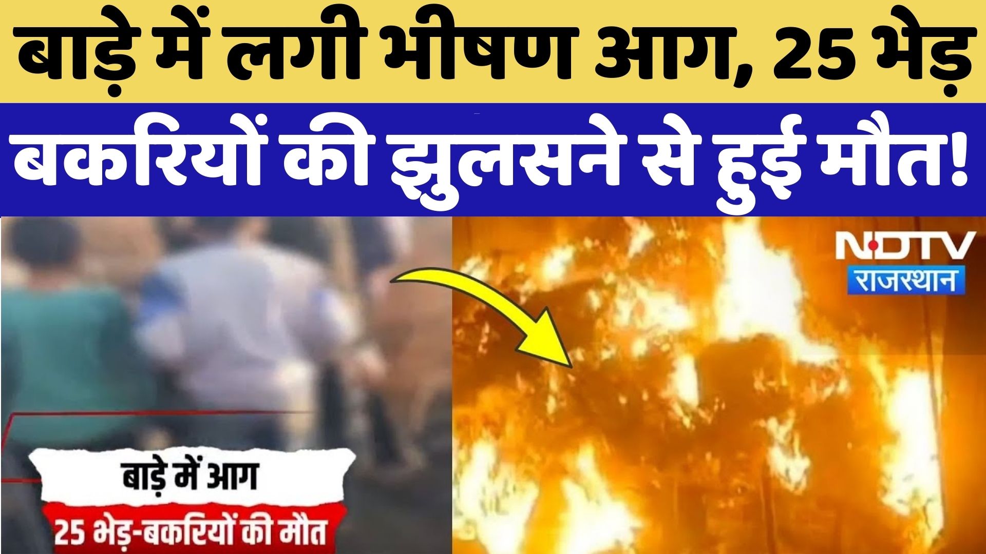 Bagru News: बगरू में दर्दनाक हादसा, बाड़े में आग लगने से 25 भेड़-बकरियों की मौत! | Rajasthan News