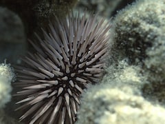 धरती के बाद पाताल लोक में फैल रही महामारी, वैज्ञानिकों का अलर्ट, आने वाली है सबसे बड़ी मुसीबत!