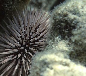 धरती के बाद पाताल लोक में फैल रही महामारी, वैज्ञानिकों का अलर्ट, आने वाली है सबसे बड़ी मुसीबत!