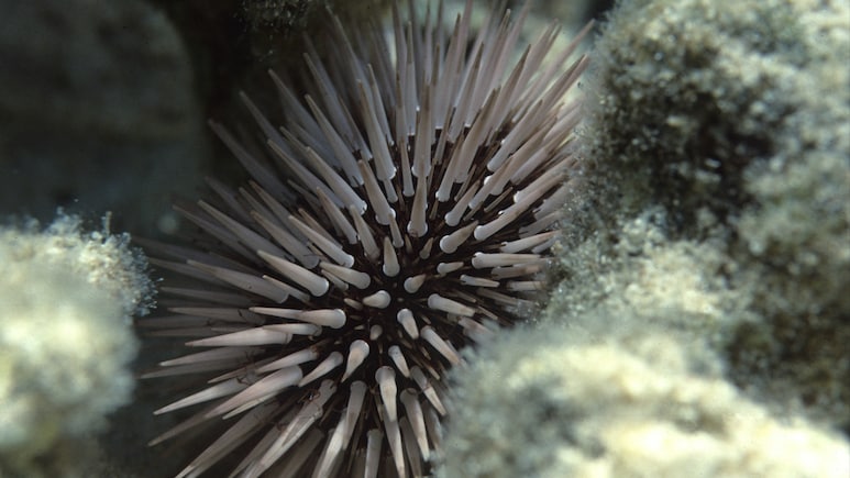 धरती के बाद पाताल लोक में फैल रही महामारी, वैज्ञानिकों का अलर्ट, आने वाली है सबसे बड़ी मुसीबत!