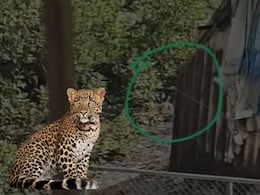 Leopard in Thane: ठाणेकर दहशतीत! 'तो' VIDEO व्हायरल झाल्यानंतर वनविभागाचे सतर्क राहण्याचं आवाहन