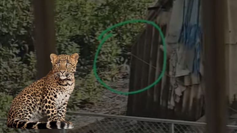 Leopard in Thane: ठाणेकर दहशतीत! 'तो' VIDEO व्हायरल झाल्यानंतर वनविभागाचे सतर्क राहण्याचं आवाहन