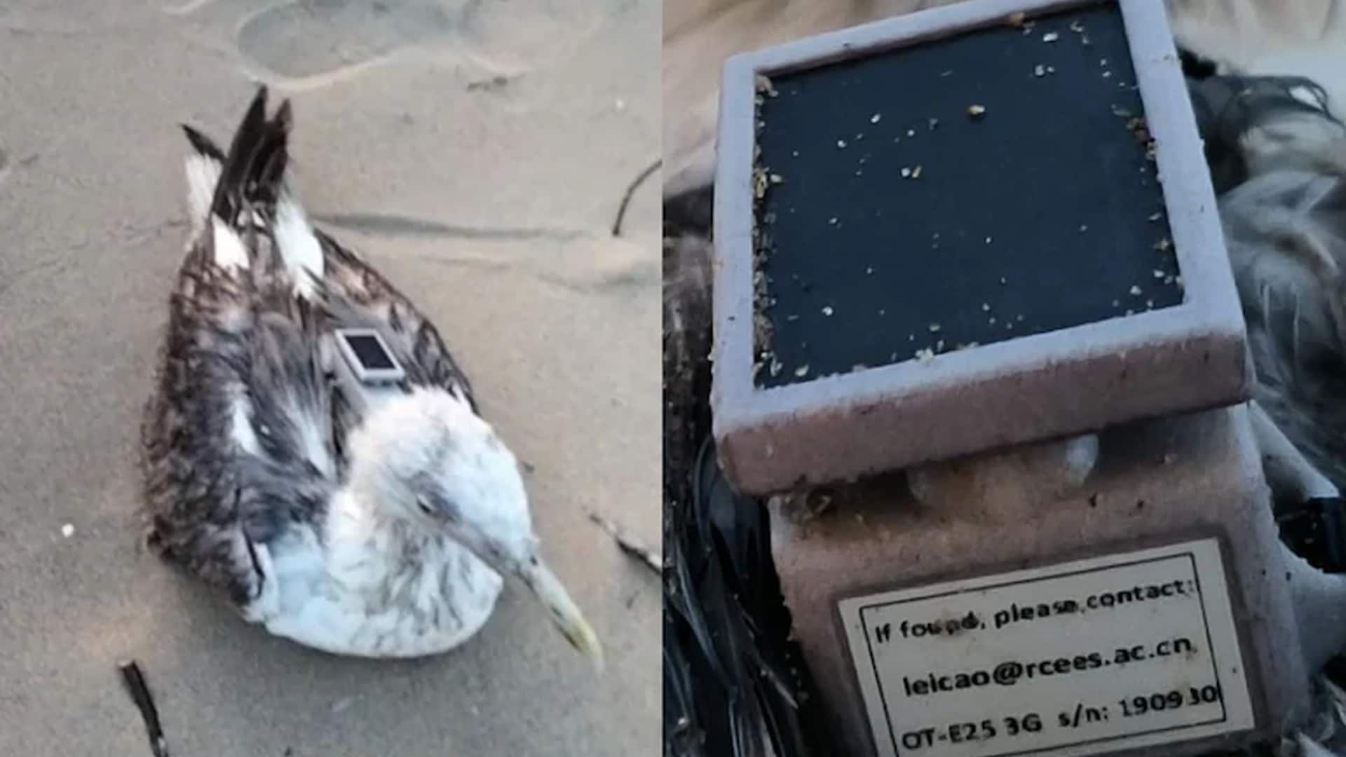 Seagull Fitted With GPS Tracker From Chinese Institute Found in Karnataka
