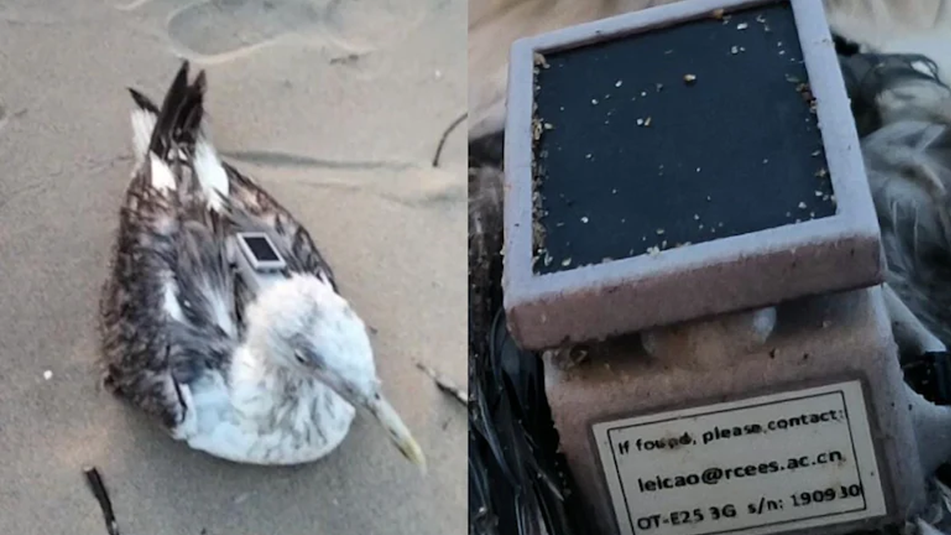 Seagull Fitted With GPS Tracker From Chinese Institute Found in Karnataka