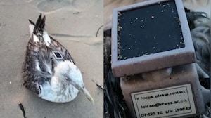 Seagull Fitted With GPS Tracker From Chinese Institute Found in Karnataka
