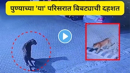 Pune News : पुणेकरांनो घरातून बाहेर पडण्याआधी हा व्हिडीओ बघाच! 'या' 2 सोसायट्यांमध्ये फिरतोय नरभक्षक बिबट्या