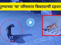 Pune News : पुणेकरांनो घरातून बाहेर पडण्याआधी हा व्हिडीओ बघाच! 'या' 2 सोसायट्यांमध्ये फिरतोय नरभक्षक बिबट्या