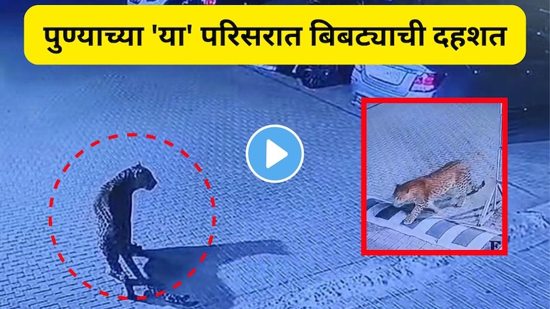 Pune News : पुणेकरांनो घरातून बाहेर पडण्याआधी हा व्हिडीओ बघाच! 'या' 2 सोसायट्यांमध्ये फिरतोय नरभक्षक बिबट्या