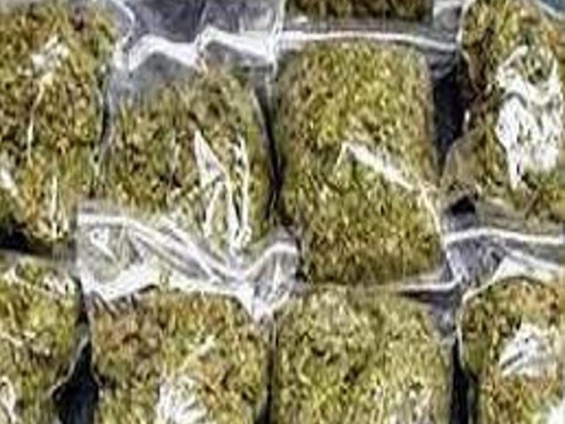 MP में गांजा तस्करी का "कॉर्पोरेट मॉडल"; उड़ीसा से चंबल तक फैला था कोड वर्ड वाला नेटवर्क, ऐसे हुआ खुलासा