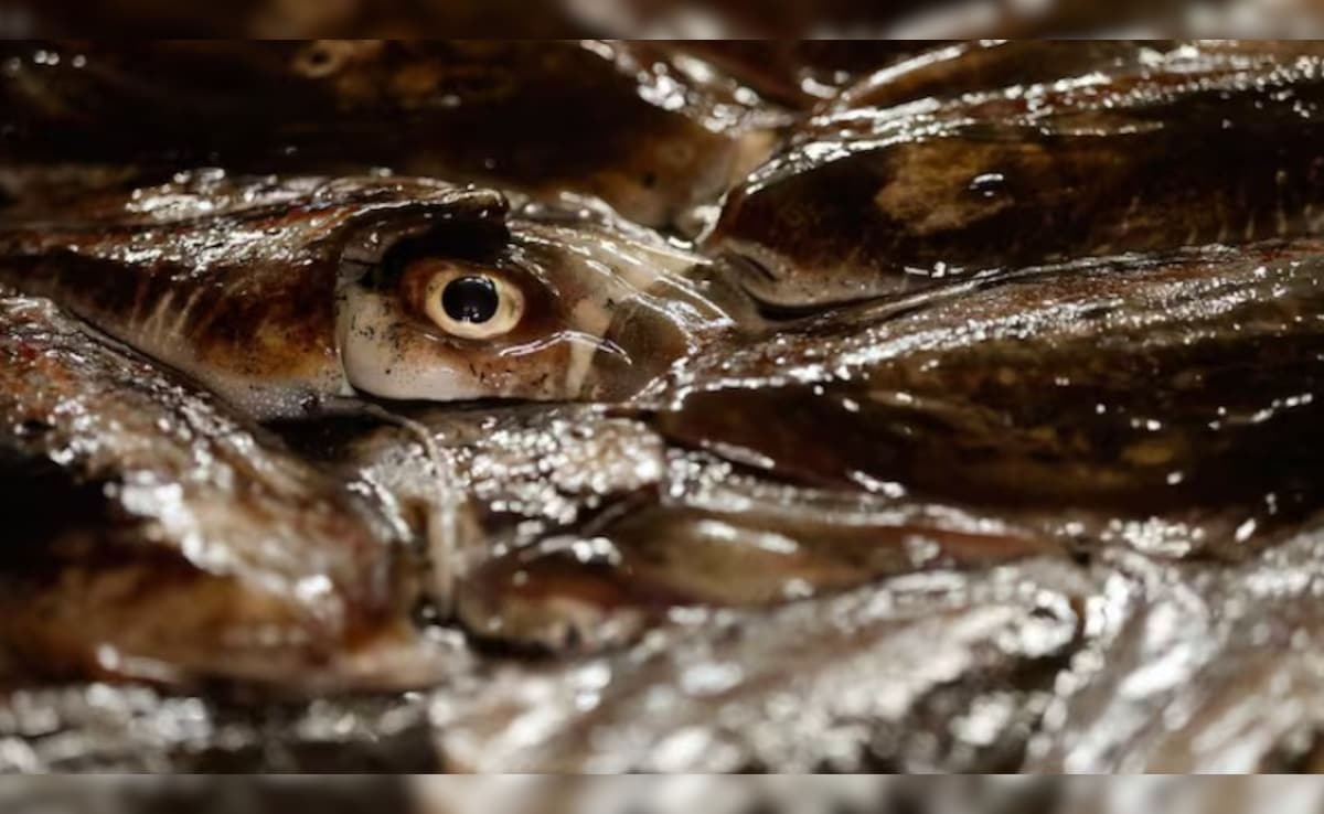 Latest and Breaking News on NDTV