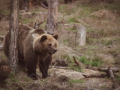 Hiker's Watch Reveals Chilling Last Details Before Bear Fatally Mauled Him