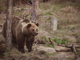 Japanese Hiker's Smartwatch Reveals Chilling Last Details After Bear Fatally Mauled Him