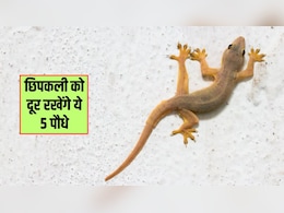 घर में ले आएं ये 5 पौधे, घर के कोने-कोने से भाग जाएंगी छिपकली, बच्चे भी रहेंगे सेफ