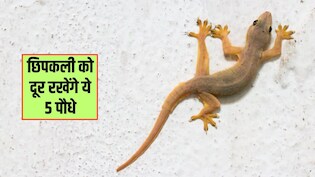 घर में ले आएं ये 5 पौधे, घर के कोने-कोने से भाग जाएंगी छिपकली, बच्चे भी रहेंगे सेफ