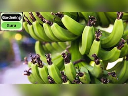 घर पर केले का पौधा कैसे उगाया जाता है? जानें केले का पेड़ कितने महीने में फल देता है