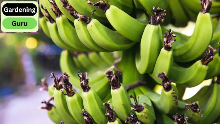 घर पर केले का पौधा कैसे उगाया जाता है? जानें केले का पेड़ कितने महीने में फल देता है