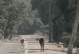 मुकुंदरा टाइगर रिजर्व की सुरक्षा टूटी! 82 KM का घेरा फांदकर सड़क पर आई बाघिन 'कनकटी', 5 टीमें अलर्ट