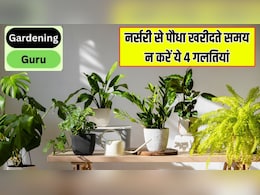 नर्सरी से पौधा खरीदते समय न करें ये 4 गलतियां, घर जाते ही मुरझा जाएगा प्लांट, पीली पड़ जाएंगी पत्तियां