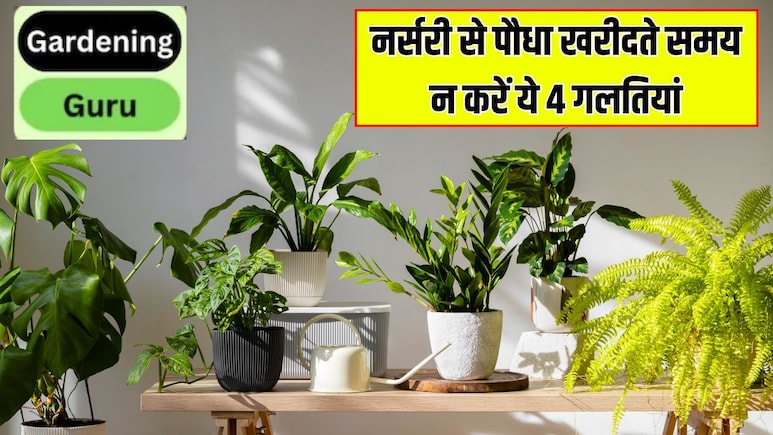 नर्सरी से पौधा खरीदते समय न करें ये 4 गलतियां, घर जाते ही मुरझा जाएगा प्लांट, पीली पड़ जाएंगी पत्तियां