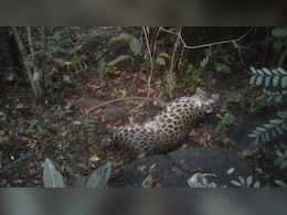 तेंदुए के पंजे-नाखून काटकर पैरा में छिपाया, आरोपी को वनविभाग ने पकड़ा, पूछताछ में होगा खुलासा