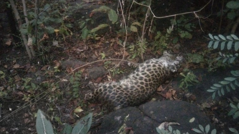 तेंदुए के पंजे-नाखून काटकर पैरा में छिपाया, आरोपी को वनविभाग ने पकड़ा, पूछताछ में होगा खुलासा