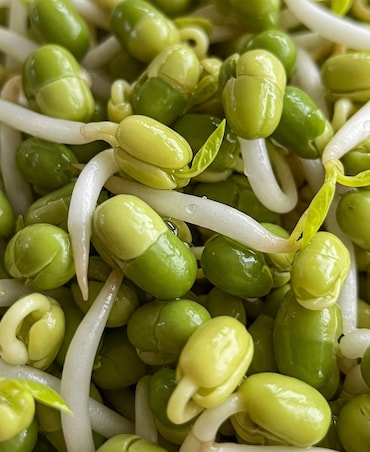 Health Benefits Of Eating Sprouts Every Night