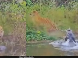 नदी से निकला मौत का शिकारी! पानी पीने पहुंचा बाघ, मगरमच्छ ने कर दिया हमला, फिर जो हुआ, खड़े हो जाएंगे रोंगटे