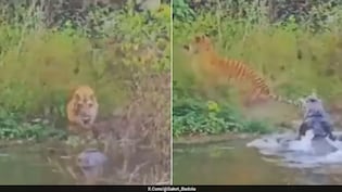 नदी से निकला मौत का शिकारी! पानी पीने पहुंचा बाघ, मगरमच्छ ने कर दिया हमला, फिर जो हुआ, खड़े हो जाएंगे रोंगटे